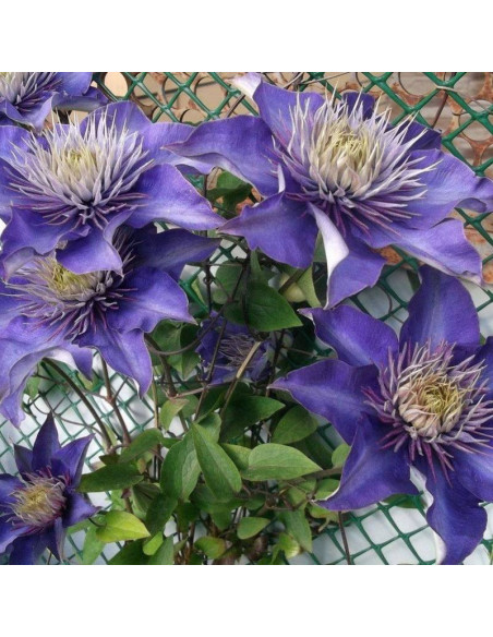 Multi Blue Clematis Powojnik