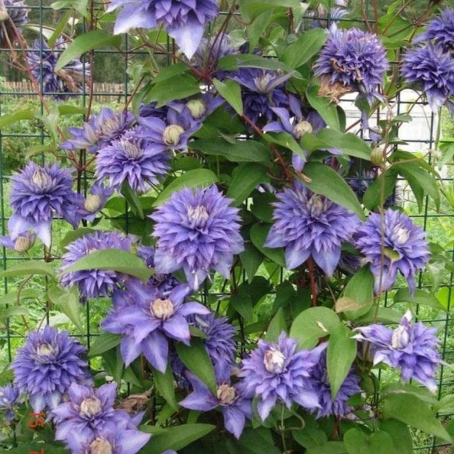 Powojnik Clematis Multi Blue