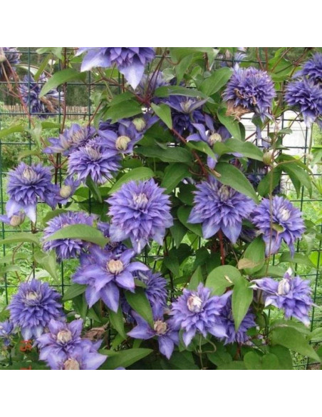 Powojnik Clematis Multi Blue