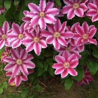 Powojnik Nelly Moser Clematis