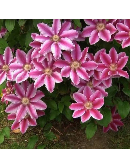 Powojnik Nelly Moser Clematis