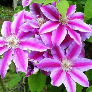 Powojnik Nelly Moser Clematis 2
