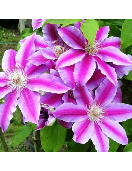 Nelly Moser Clematis Powojnik