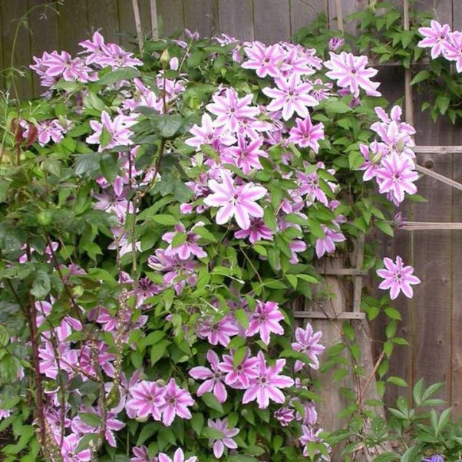 Powojnik Clematis Nelly Moser