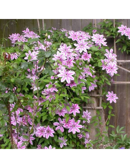Powojnik Clematis Nelly Moser