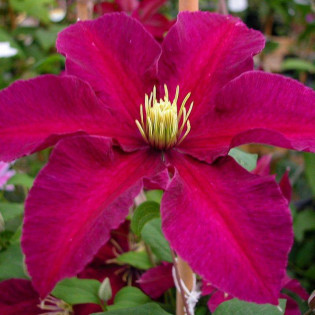 Niobe Clematis Niobe Powojnik 2