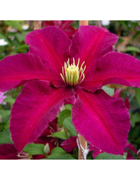 Powojnik Niobe Clematis Niobe