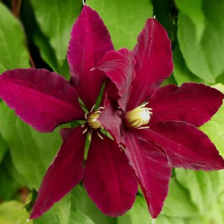 Niobe Clematis Niobe Powojnik