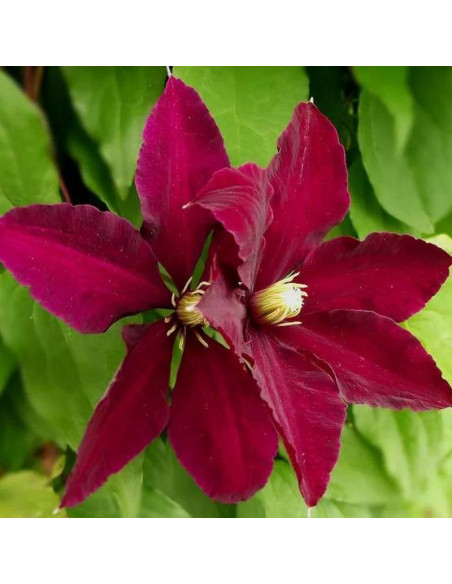 Niobe Clematis Niobe Powojnik