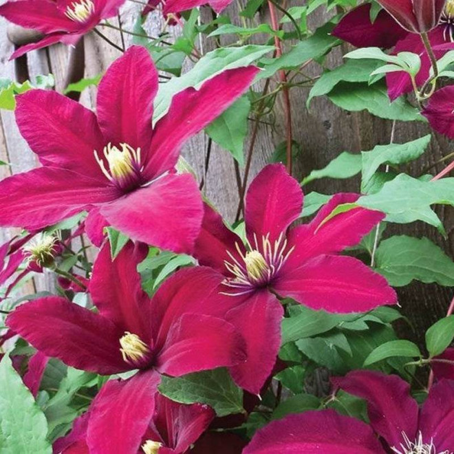 Powojnik Niobe Niobe Clematis