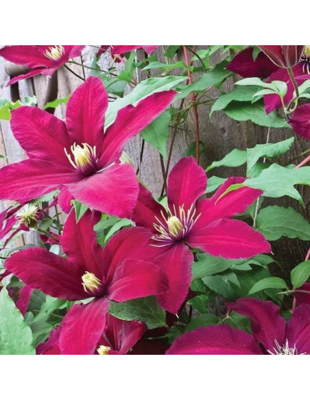 Powojnik Niobe Niobe Clematis