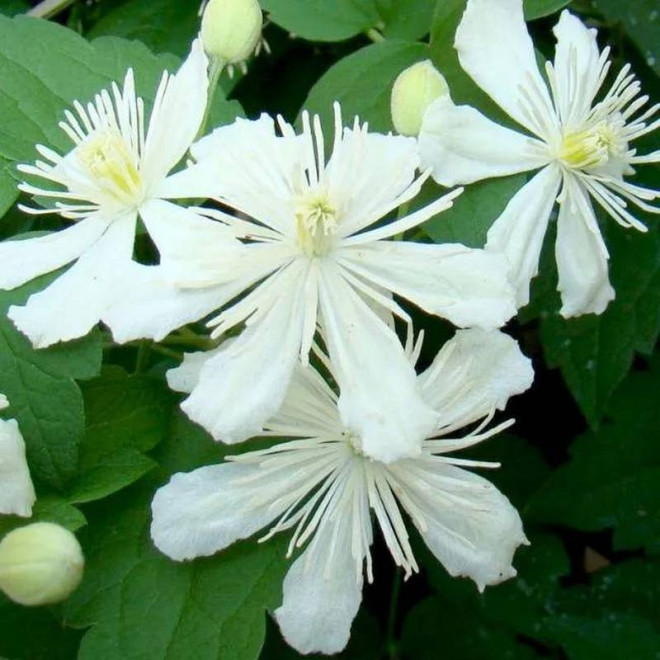 Powojnik Paul Farges Clematis
