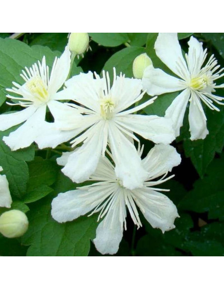 Powojnik Paul Farges Clematis