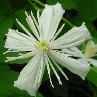 Paul Farges Clematis Powojnik