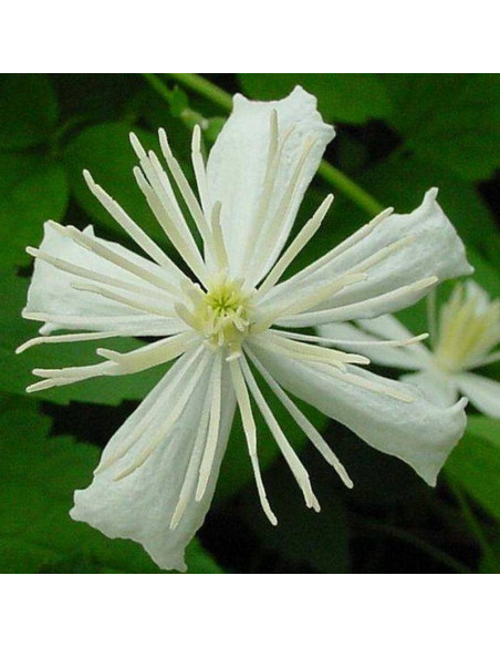 Paul Farges Clematis Powojnik