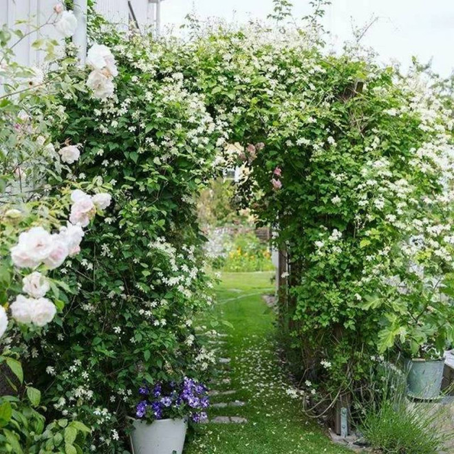 Powojnik Clematis Paul Farges