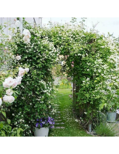 Powojnik Clematis Paul Farges