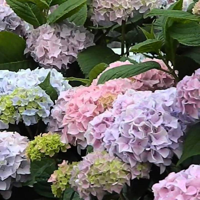 Hortensja ogrodowa Gartenbaudirektor Kuhnert Hydrangea macrophylla