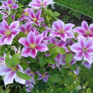 Piilu Clematis Powojnik