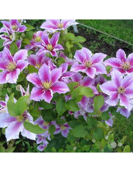 Piilu Clematis Powojnik
