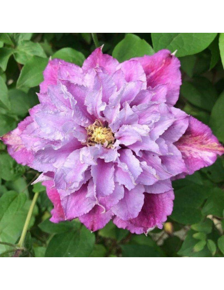 Powojnik Piilu Clematis