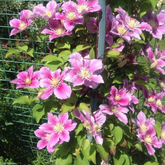 Powojnik Clematis Piilu