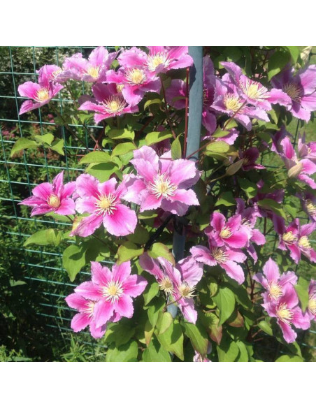 Powojnik Clematis Piilu