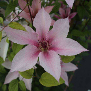 Pink Fantasy Clematis Powojnik