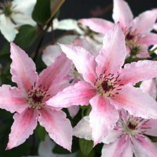 Pink Fantasy Clematis Powojnik 2