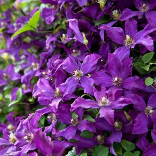 Powojnik Polish Spirit Clematis