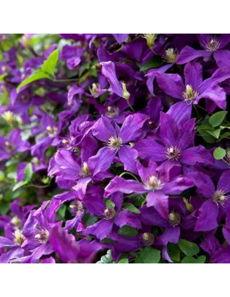 Powojnik Polish Spirit Clematis