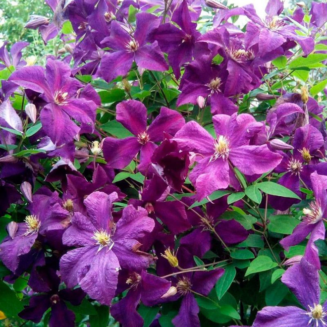 Polish Spirit Clematis Powojnik
