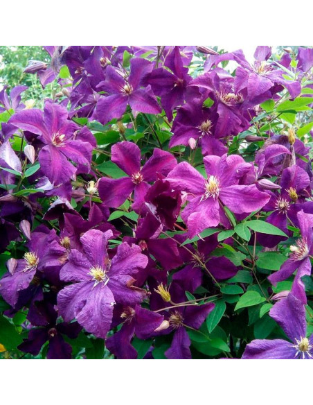 Polish Spirit Clematis Powojnik