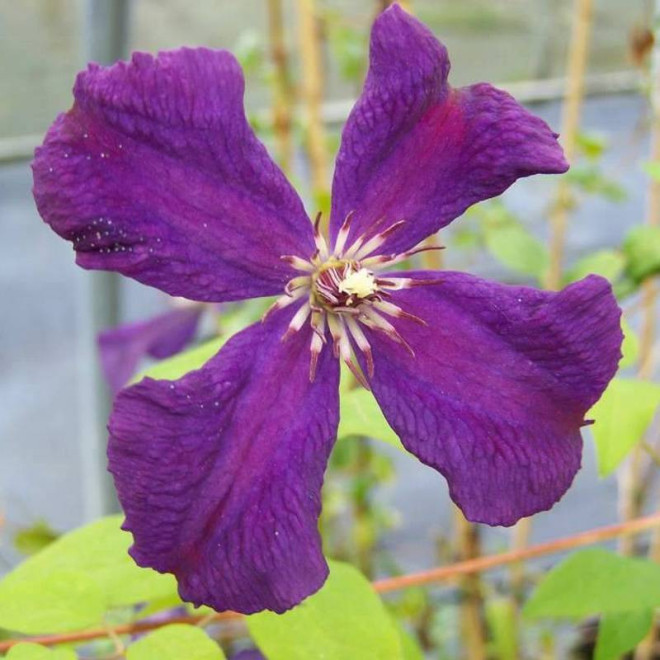 Powojnik Clematis Polish Spirit