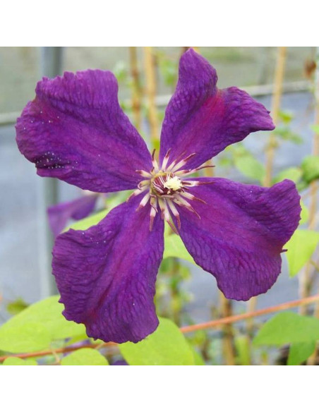 Powojnik Clematis Polish Spirit