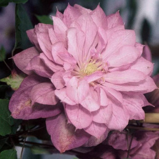 Powojnik Proteus Clematis