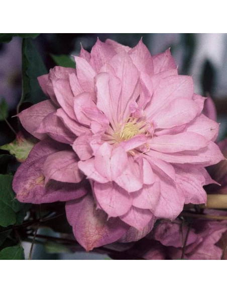 Powojnik Proteus Clematis