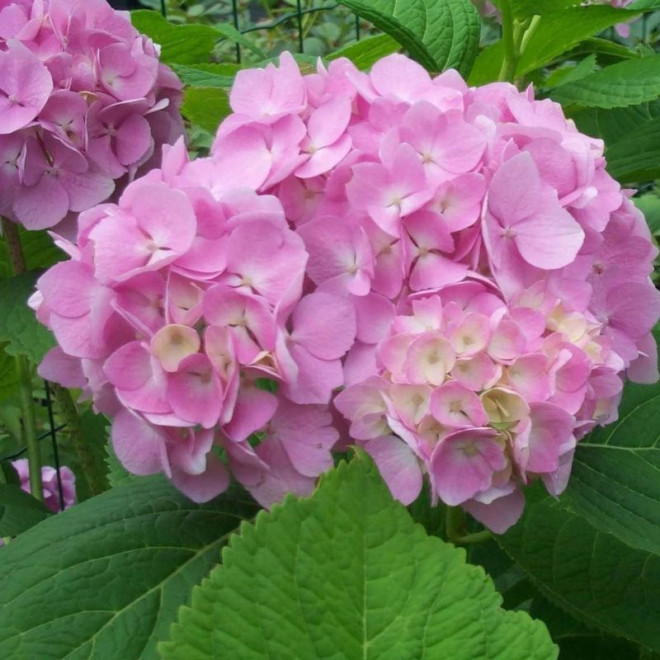 Hortensja ogrodowa Gertrud Glahn Hydrangea macrophylla