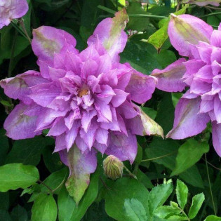 Powojnik Proteus Clematis 2