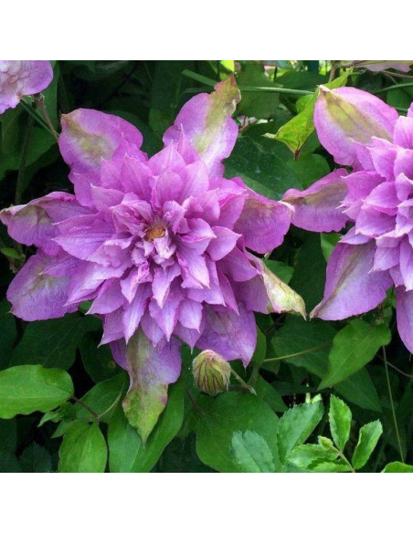 Powojnik Clematis Proteus