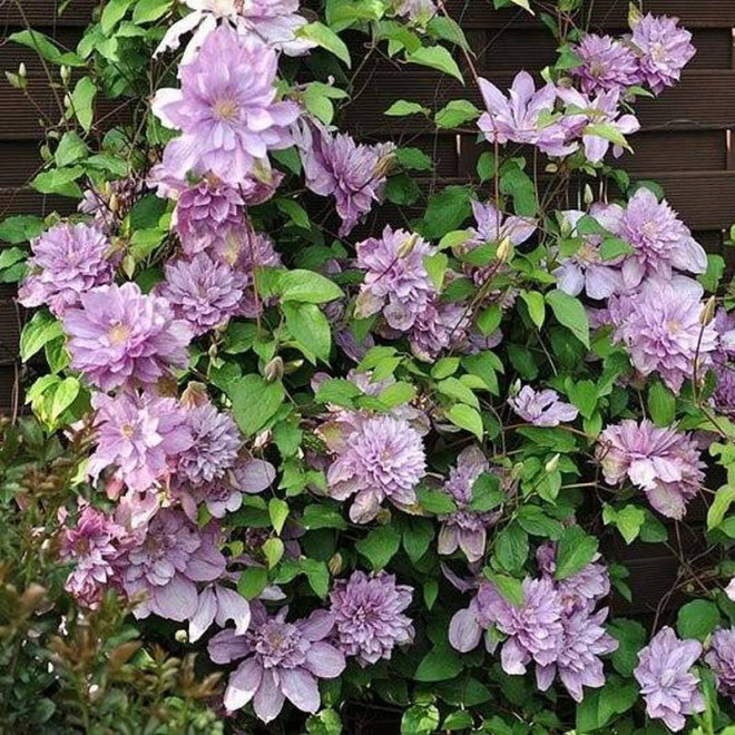 Proteus Clematis Powojnik