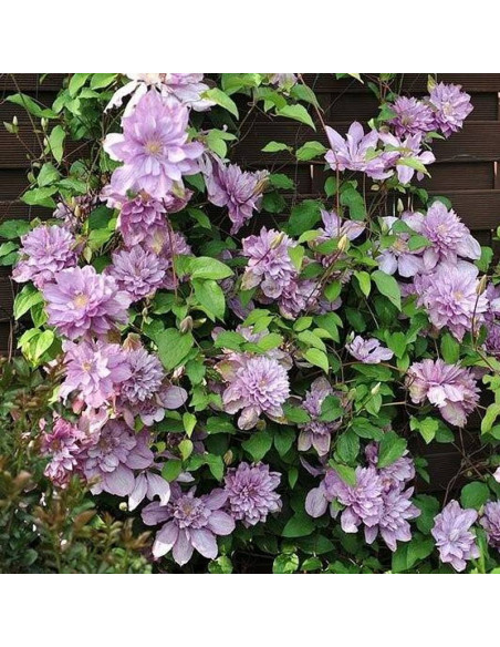Proteus Clematis Powojnik