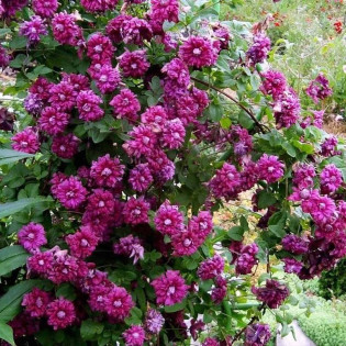 Purpurea Plena Elegans Clematis Powojnik