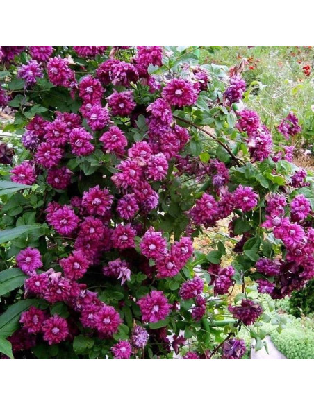 Purpurea Plena Elegans Clematis Powojnik