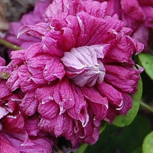 Purpurea Plena Elegans Clematis Powojnik 2