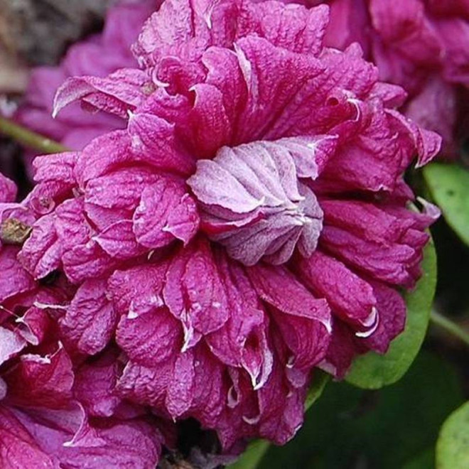 Powojnik Purpurea Plena Elegans Clematis