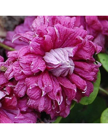 Powojnik Purpurea Plena Elegans Clematis