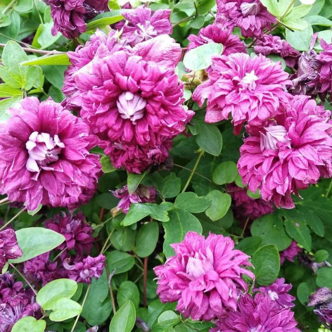 Powojnik Clematis Purpurea Plena Elegans