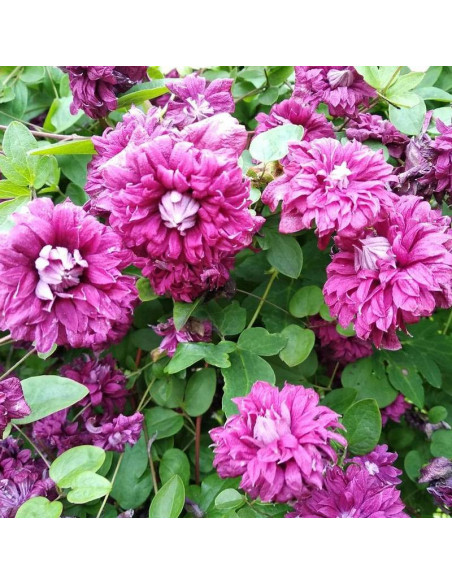 Powojnik Clematis Purpurea Plena Elegans