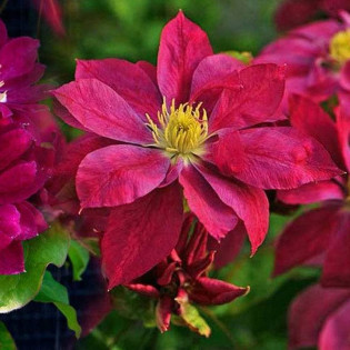 Red Star Clematis Powojnik